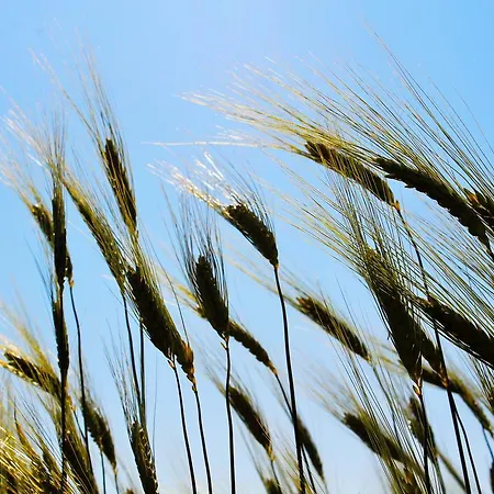 مزرعة للإقامة Agri Rio